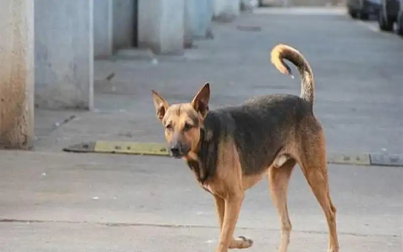 كلاب ضاله تعقر طفلة بالاغوار الشمالية