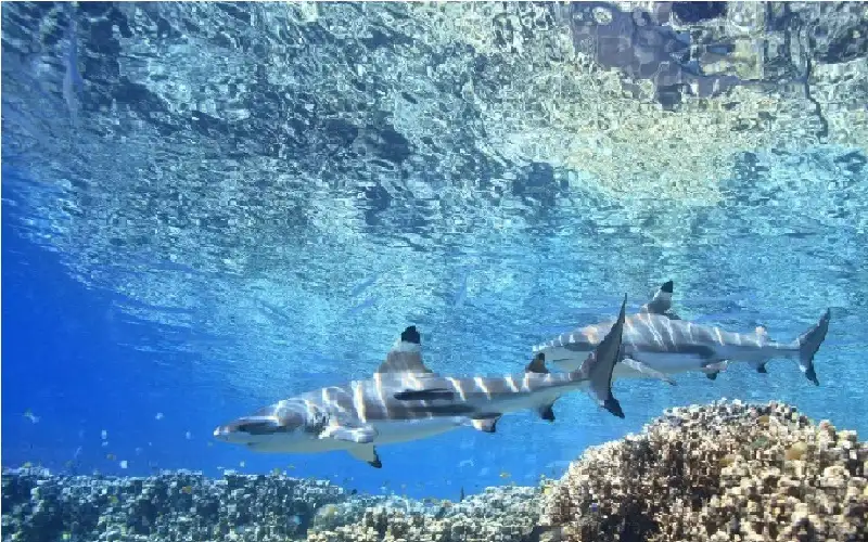 جي بي إس طبيعي في المحيط..