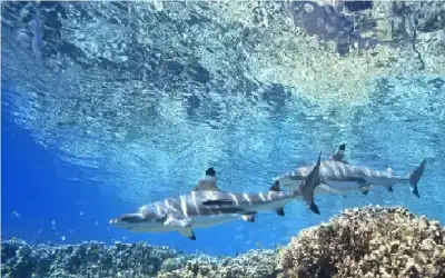 جي بي إس طبيعي في المحيط..