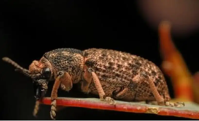 أسباب ظهور حشرة السوس في المنزل