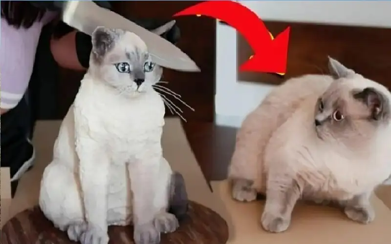 بشاعة بشرية اليوم.. تقطيع كعك على