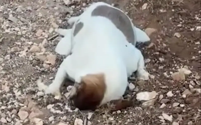 بالفيديو.. سيدة تبكي كلبها (الجيفة).. عندما