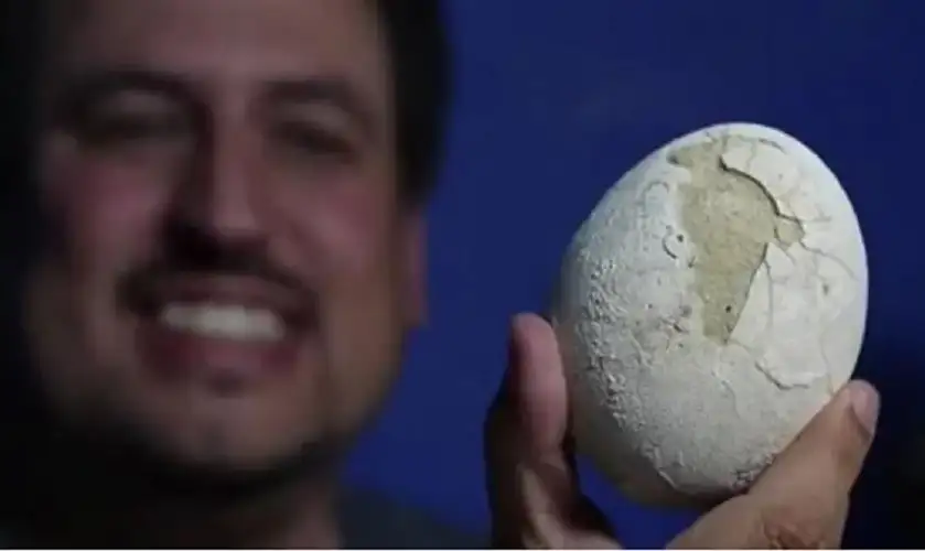 بيضة ديناصور تعود إلى 70 مليون