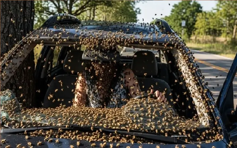 نجوا من حادث خطير.. فقتلتهم لدغات
