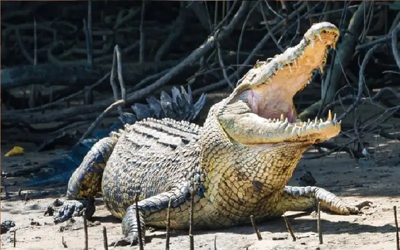 تمساح يهاجم فتى على الشاطئ ويصيبه