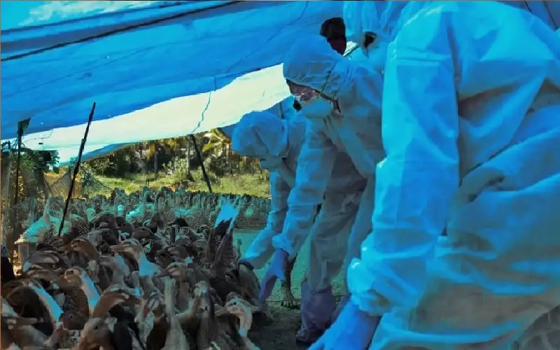 ألمانيا تعدم 400 ألف طائر لمواجهة