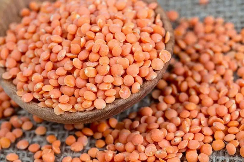 العدس.. غذاء صحي متكامل