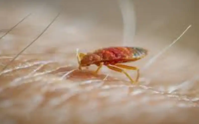 الزرقاء: تعطيل الدوام في مدرسة حكومية