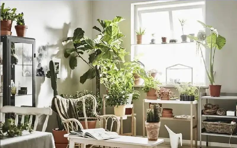 كيف تحسن جودة الهواء داخل المنزل؟