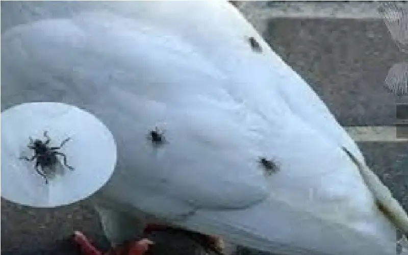 عن بق مدرسة ام الصليح.. اتهام