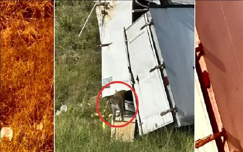 انقلاب شاحنة في مسيسيبي محملة بقرود