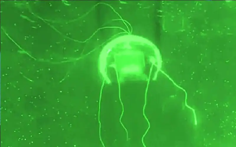 الروبوتات الناعمة.. الصين تكشف عن قنديل