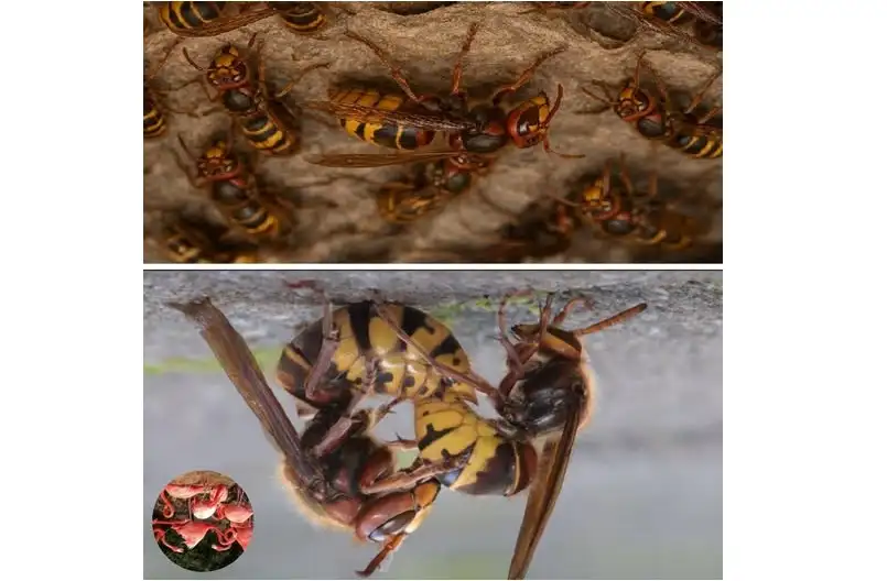 إعجاز مذهل في عالم زواج الدبابير..