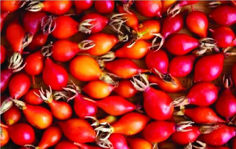 ثمر الورد فاكهة اداة لتعزيز مناعتك