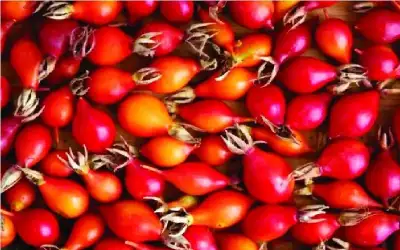 ثمر الورد فاكهة اداة لتعزيز مناعتك