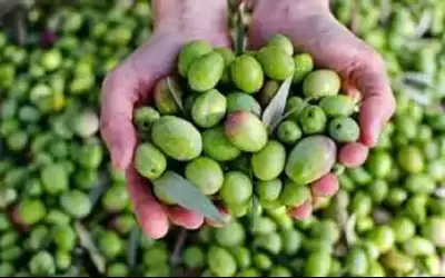 وزارة الزراعة تتوقع فتح باب استيراد