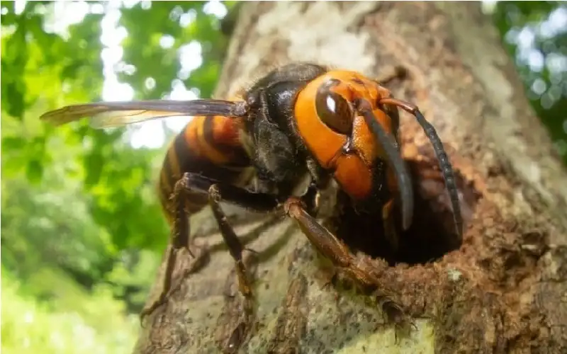 رحلة عائلية تصبح كابوسا.. دبابير عملاقة