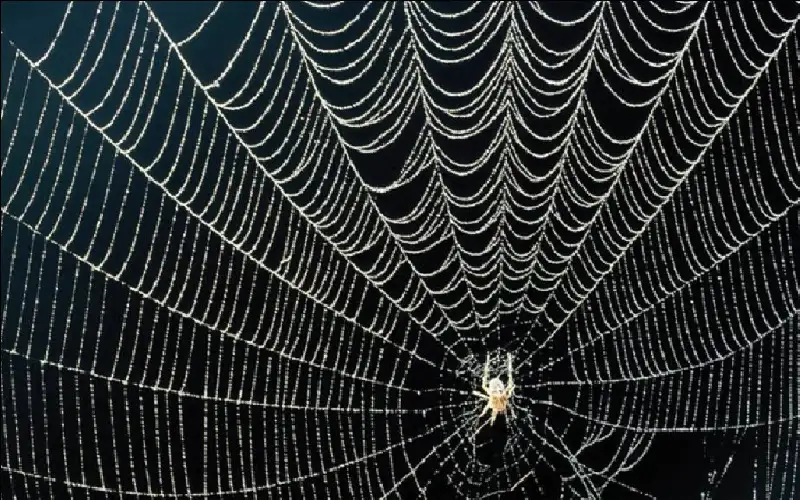 اكتشاف أكبر شبكة عنكبوت في العالم