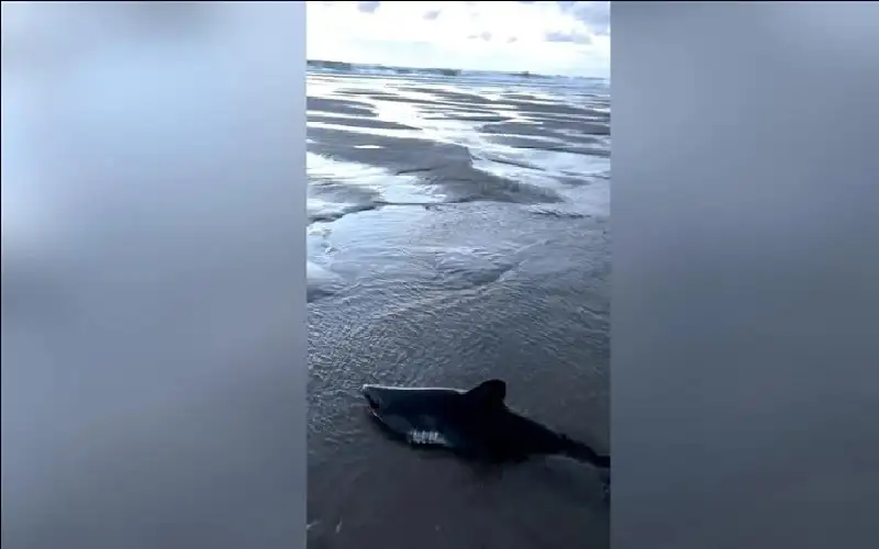 امرأة تعيد الحياة لقرش صغير على