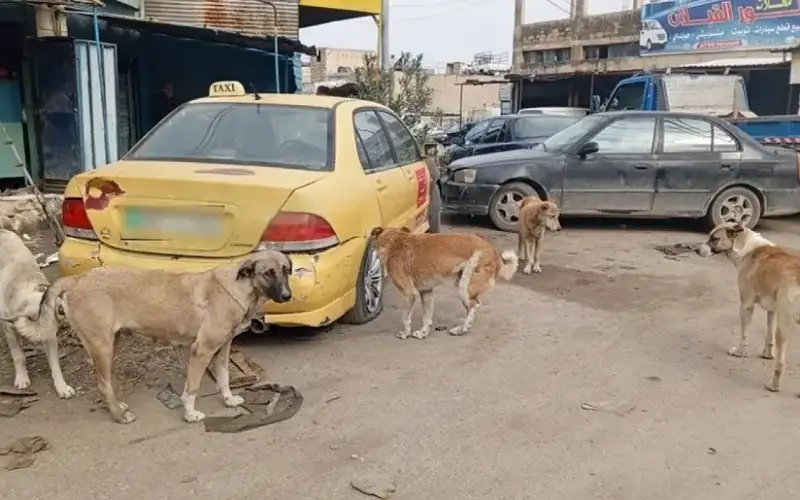 اربد : مطالبة بدوريات صباحية لحماية