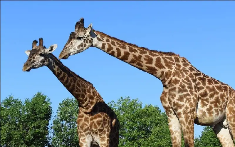 الإعجاز الخفي… كيف تحمي الأرجل الطويلة