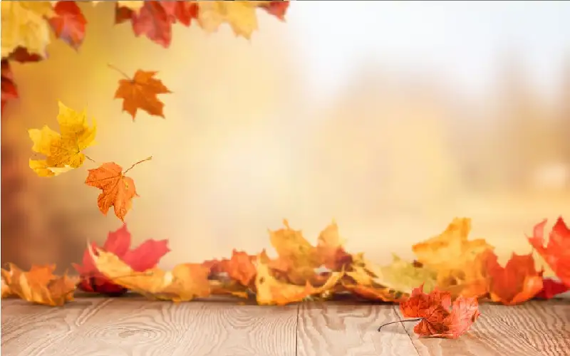 الخريف يكشف المشكلات الخفية للعينين ويزيد