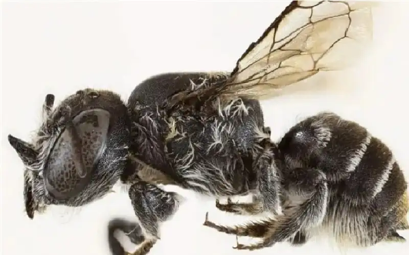 اكتشاف نوع جديد من النحل يمتلك