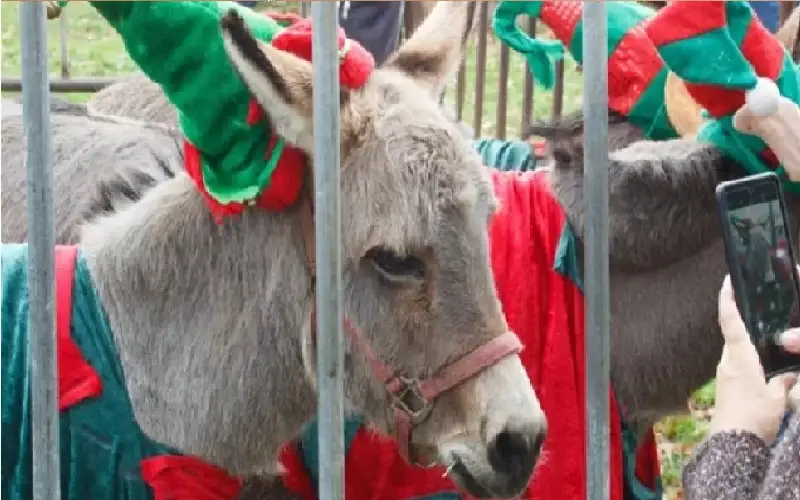 الحمير تمنع مدينة بريطانية الاحتفال