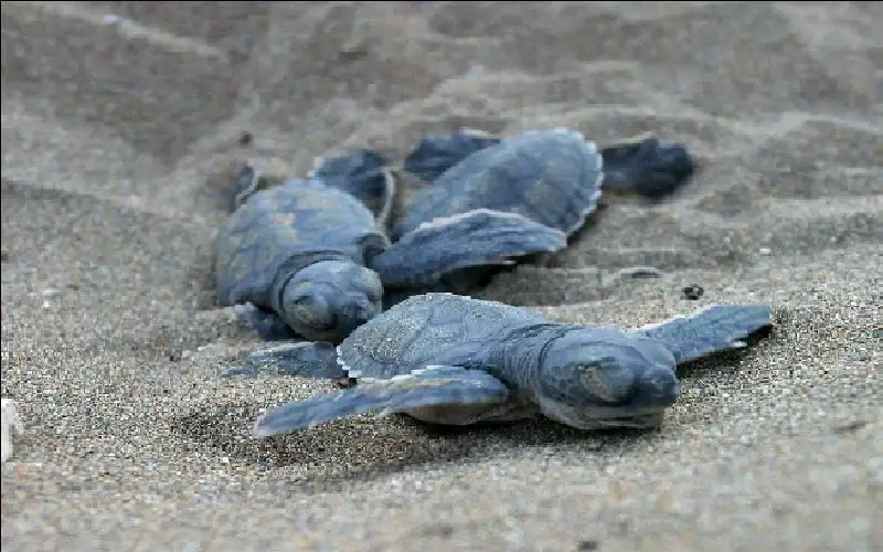 أستراليا تطلق مشروعا لحماية السلاحف الخضراء