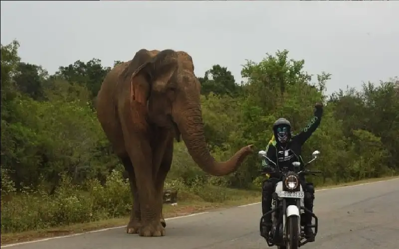 قطيع فيلة يطارد راكب دراجة اقترب