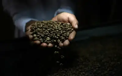انخفاض أسعار البن عالميا عقب إلغاء