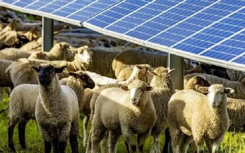 ماذا حدث عند وضع 1700 خروف