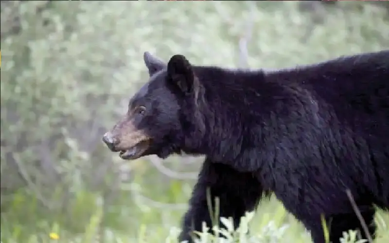 دب يهاجم مجموعة طلاب ومدرسين في