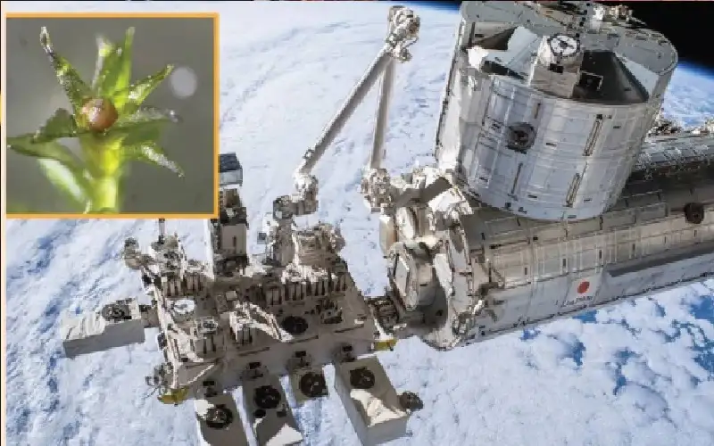 طحالب تقهر تحديات الفضاء وتمهد لاستعماره