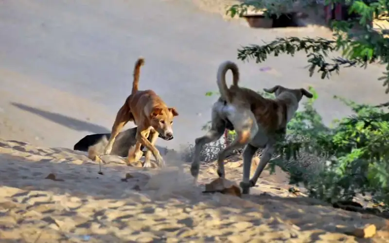 تم نقلهم للمستشفى.. كلب ضال يهجم