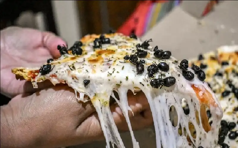 بيتزا النمل تثير جدلا في البرازيل…