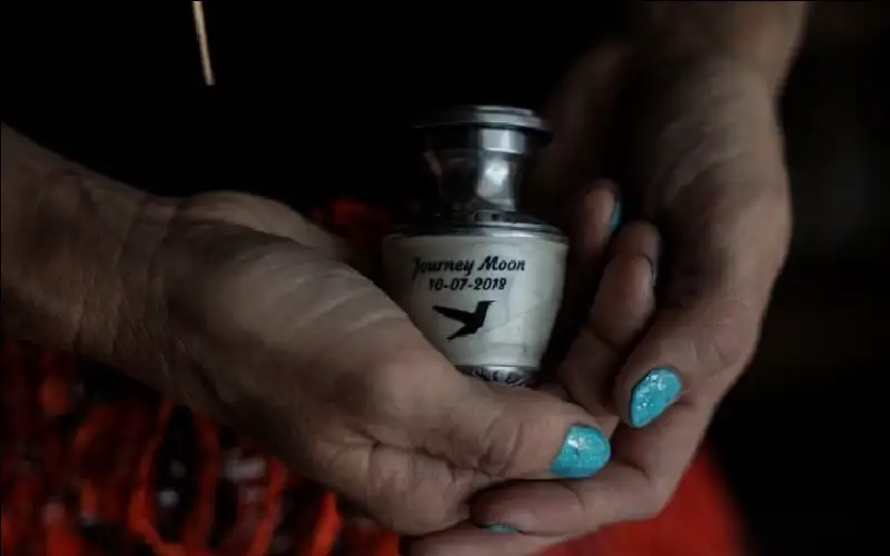 كيف انتشرت؟.. حركة الحمل الوحشي تصنع