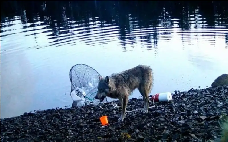 في سابقة علمية.. رصد ذئب يستخدم