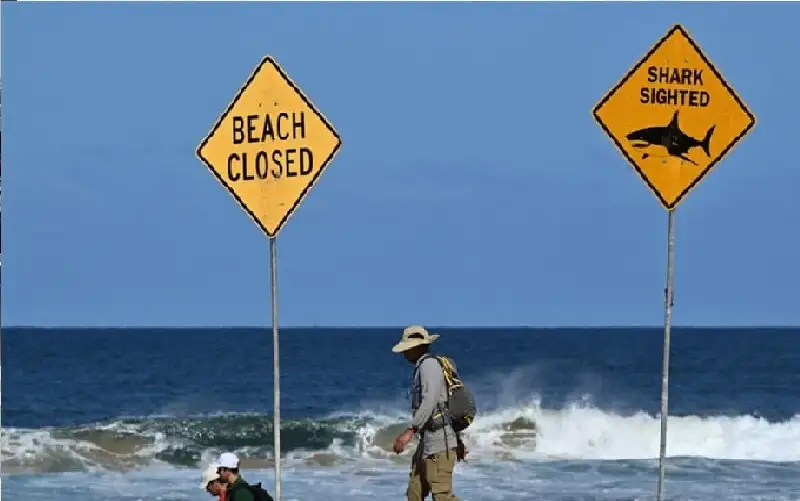 قرش الثور يهاجم امرأة حتى الموت