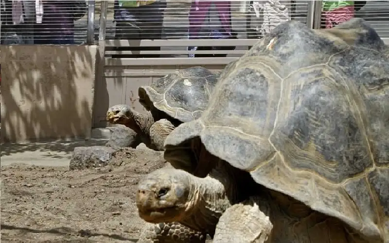 عاصرت 20 رئيسا أمريكيا.. نفوق أقدم