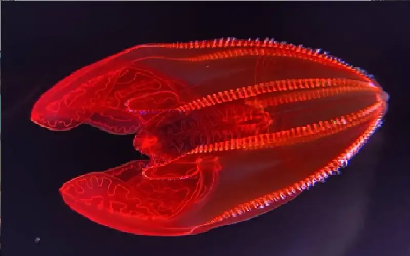 كرة مضيئة في أعماق المحيط تذهل