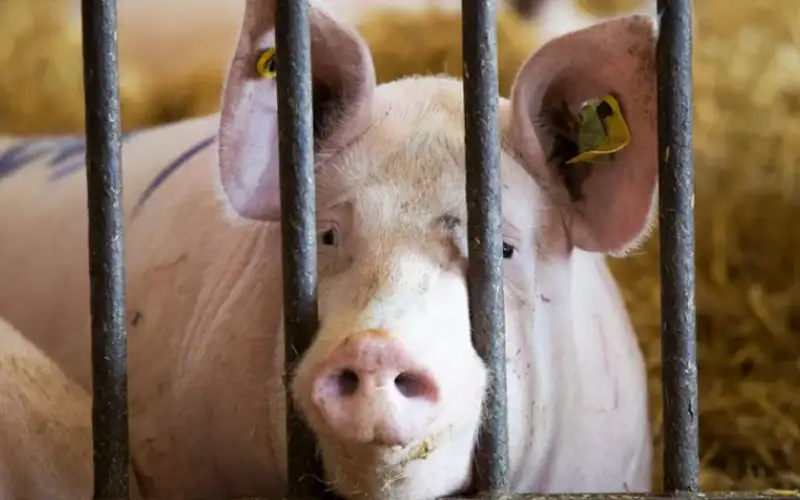 إسبانيا تسجل أول إصابة بإنفلونزا الخنازير