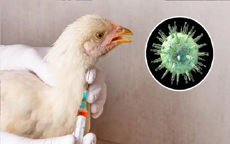 قدرة إنفلونزا الطيور المذهلة على تحمل