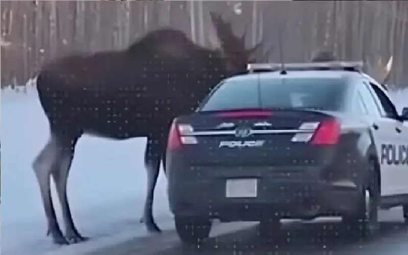 ظبيان يهاجمان سيارة شرطة.. ماذا حدث