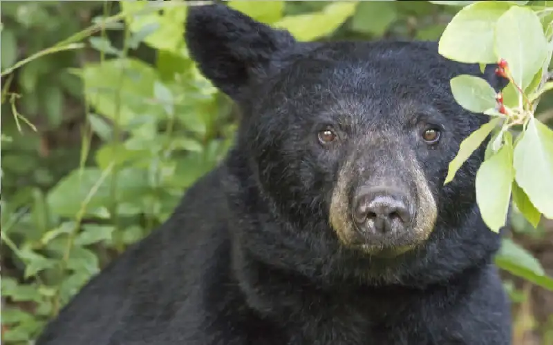 دب أسود يتجول في سوق عيد