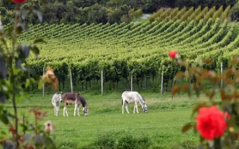 حمير من غزة في ألمانيا تشعل