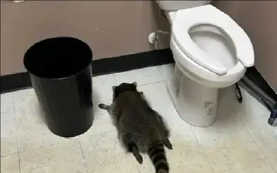 منوعات ـ أغرب عملية اقتحام لمتجر.. لص يثمل