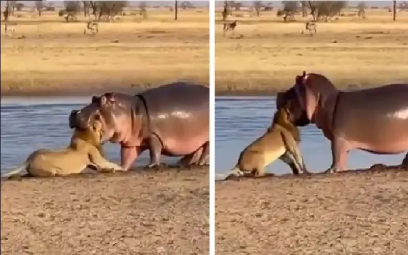 فيديو.. فرس نهر يطبق فكيه على