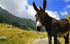 حمار يقتحم مجلس الشيوخ اstrongلبstrongاكستاني