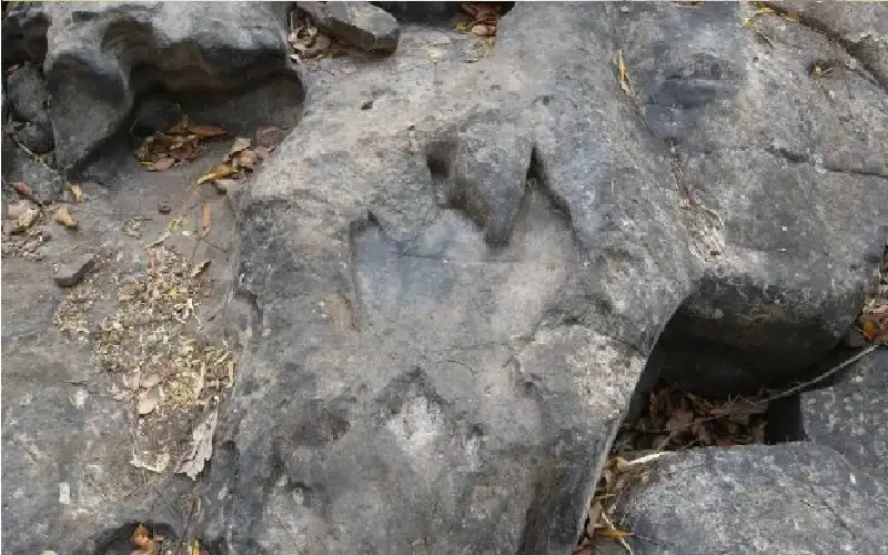 اكتشاف حفريات عمرها 83 مليون سنة..